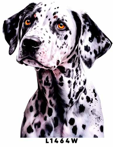 L1464 DALMATA