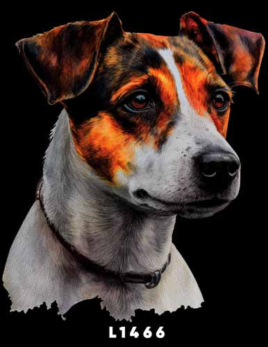 L1466 JACK RUSSELL TERRIER