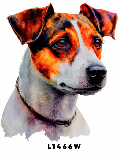 L1466 JACK RUSSELL TERRIER