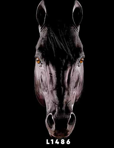 L1486 CABALLO