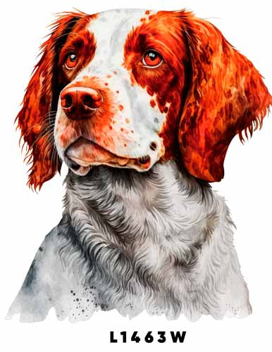 L1463 SPANIEL BRITTANY